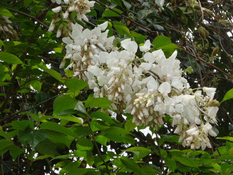 Dsc09846