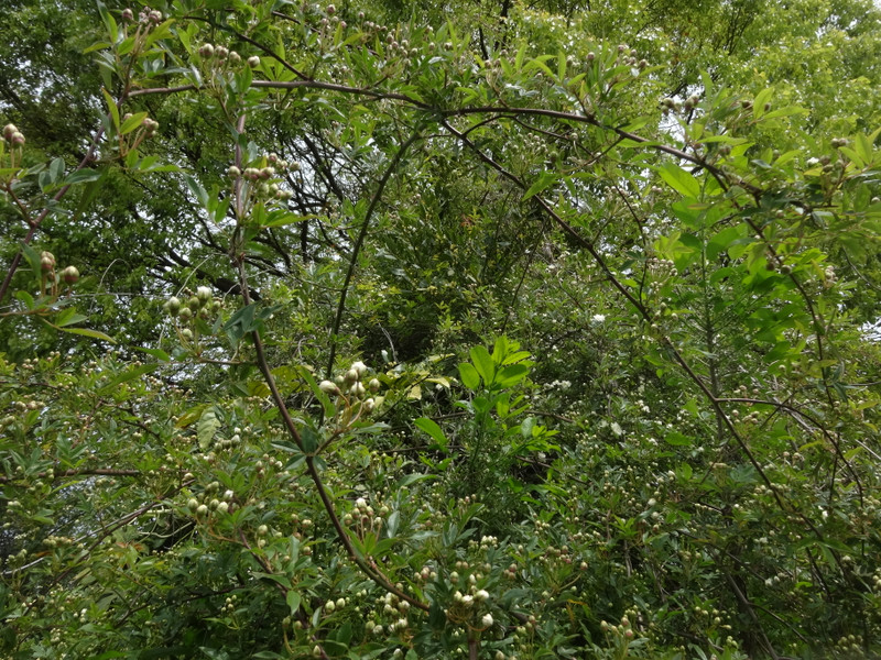 Dsc09870