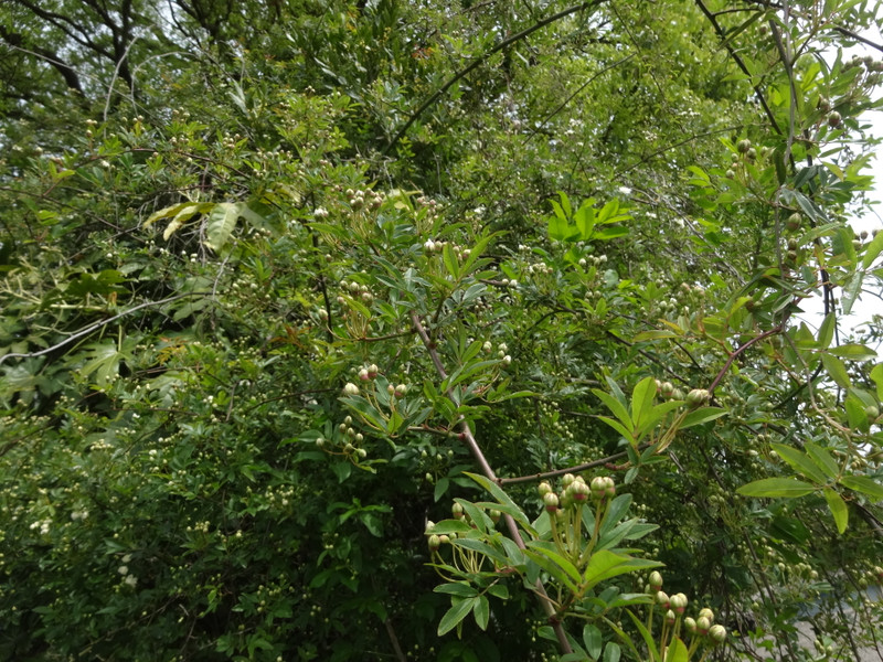 Dsc09872