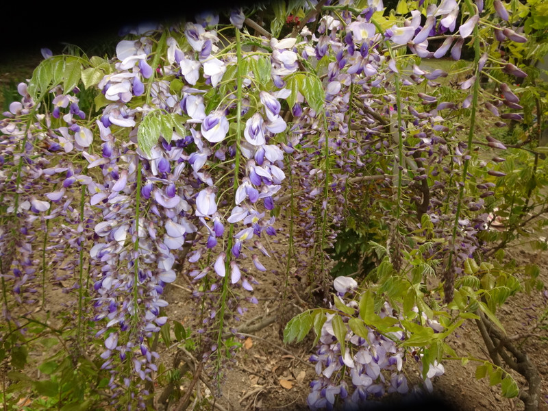 Dsc09886
