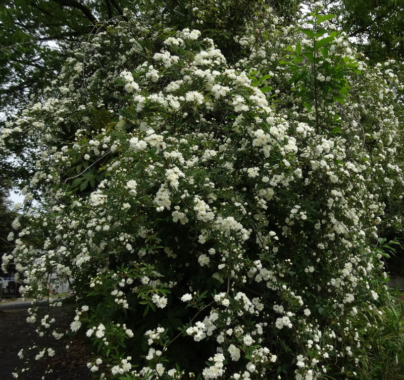 1dsc09075