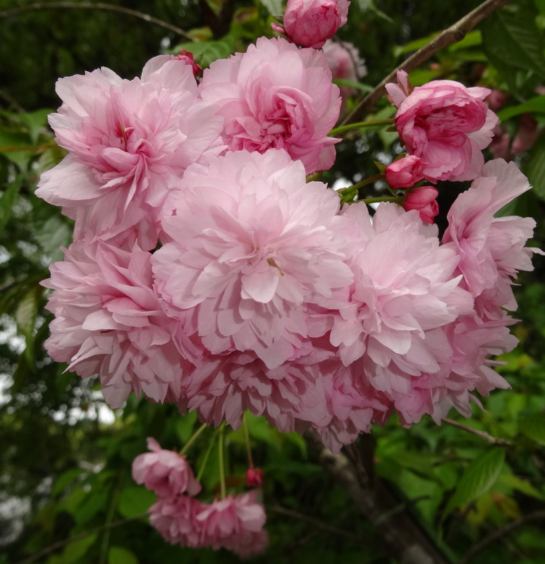 1dsc09090