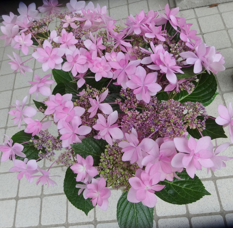 1dsc09106