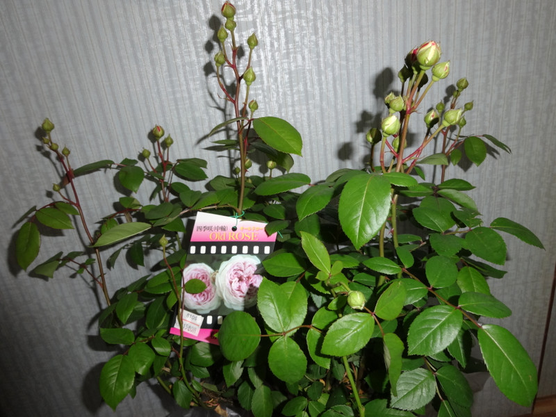 Dsc09159_2