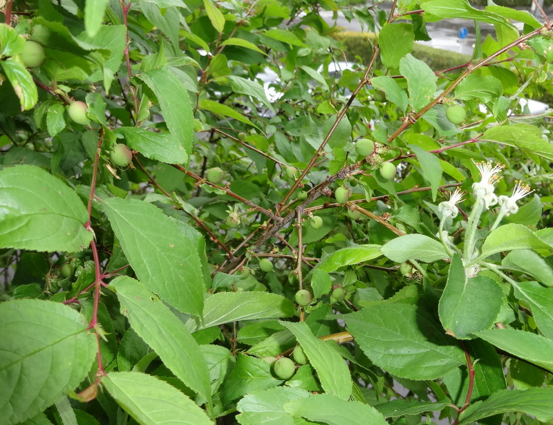 1dsc09224