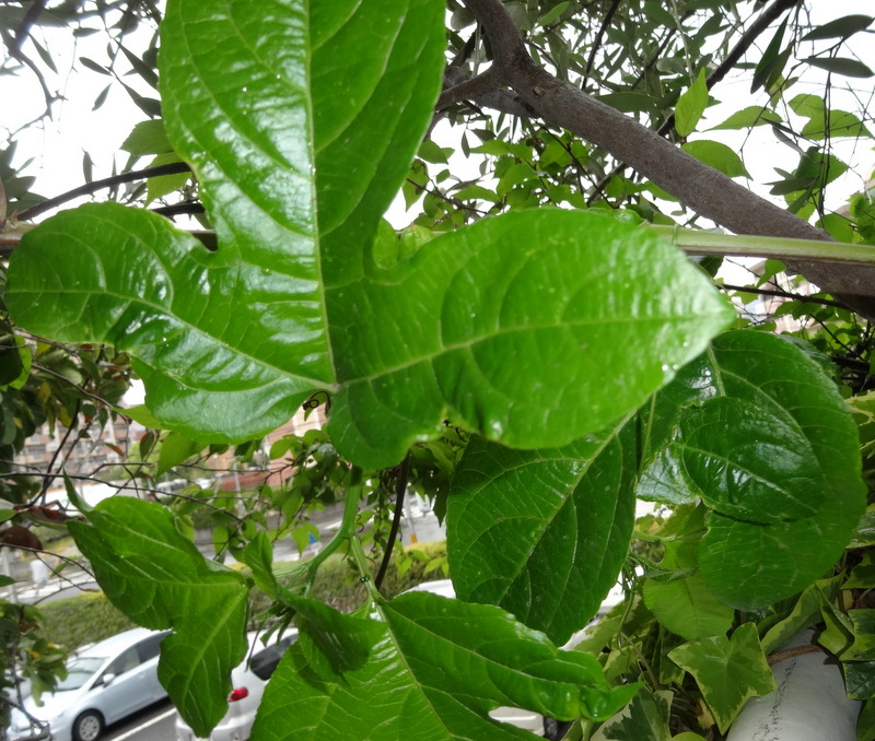 1dsc09249