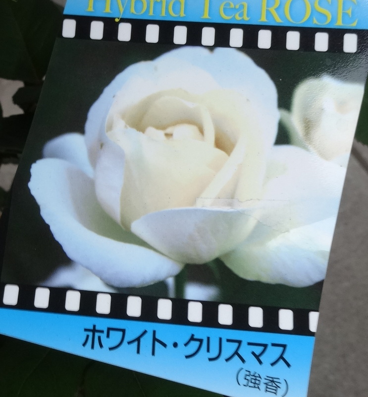 1dsc09274001