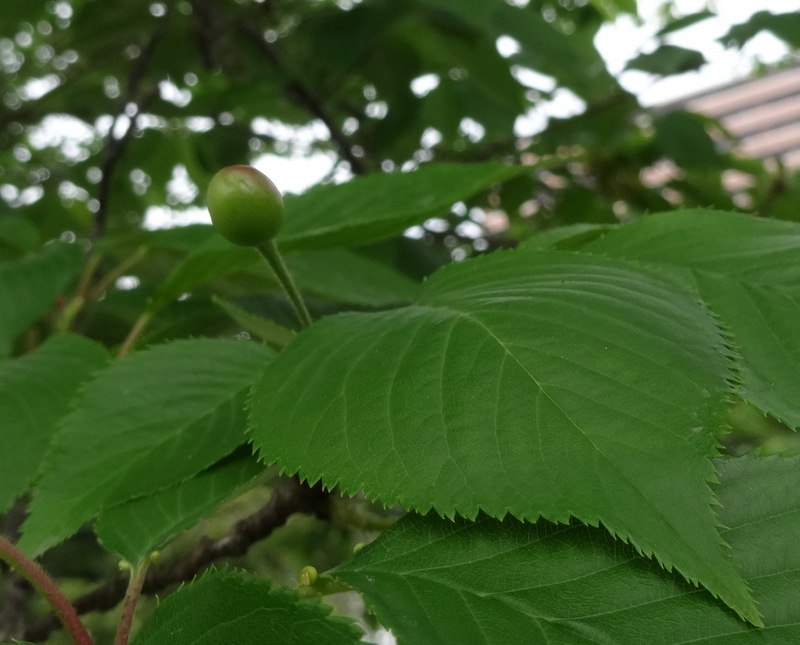 1dsc09321