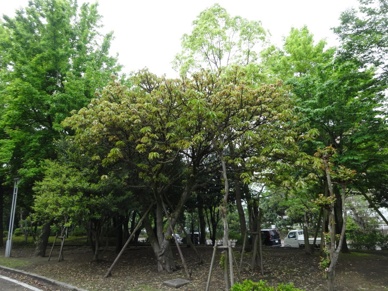 Dsc09309