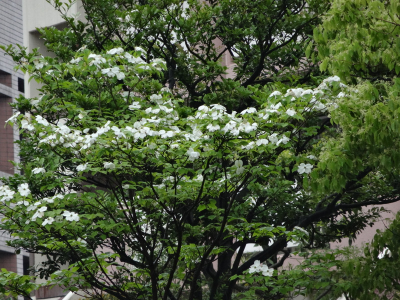 Dsc09380 Dsc09380