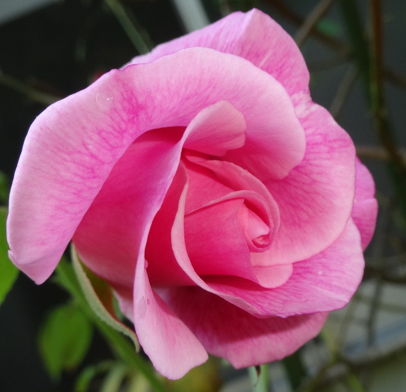 1dsc09515
