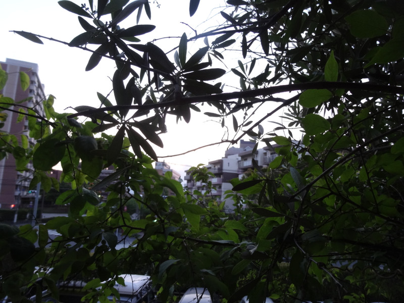 Dsc09576