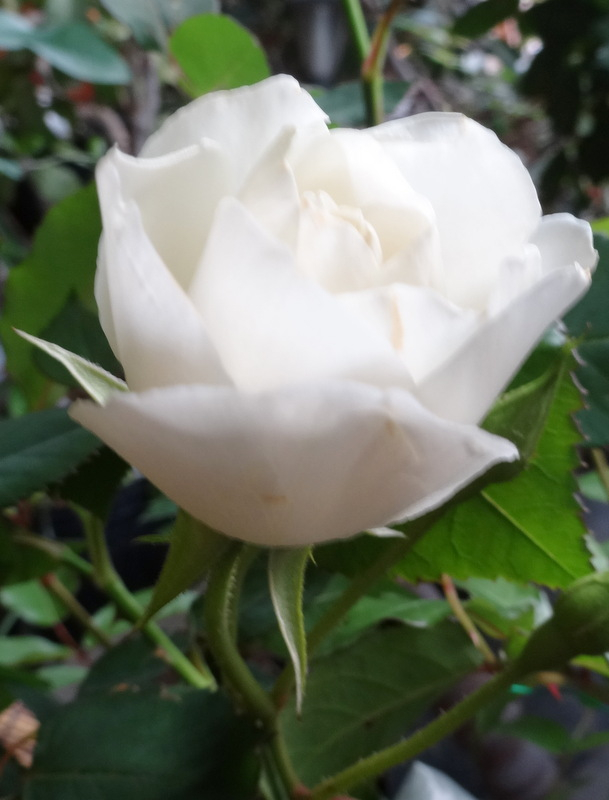 1dsc09654