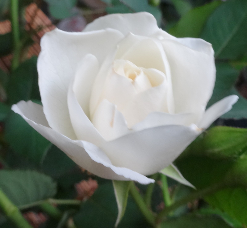 1dsc09655