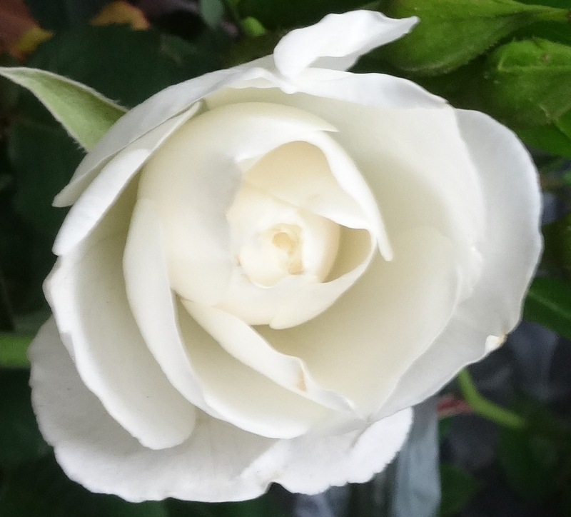1dsc09656