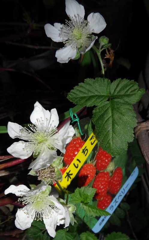 1dsc09795