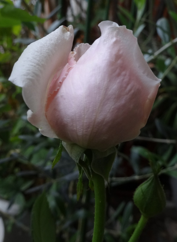 1dsc09804