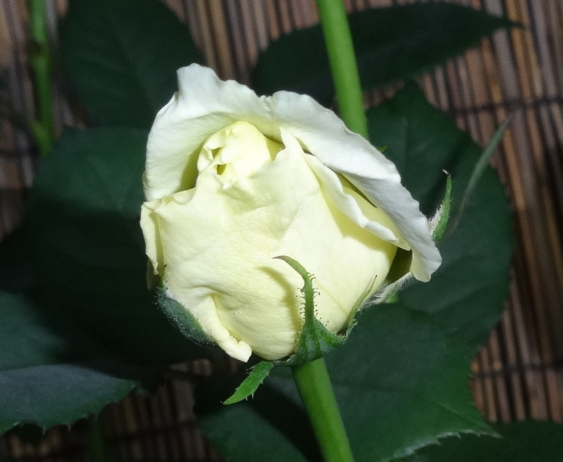 1dsc09827