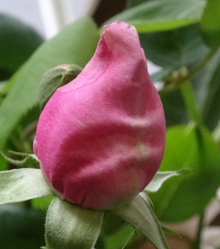 1dsc09867