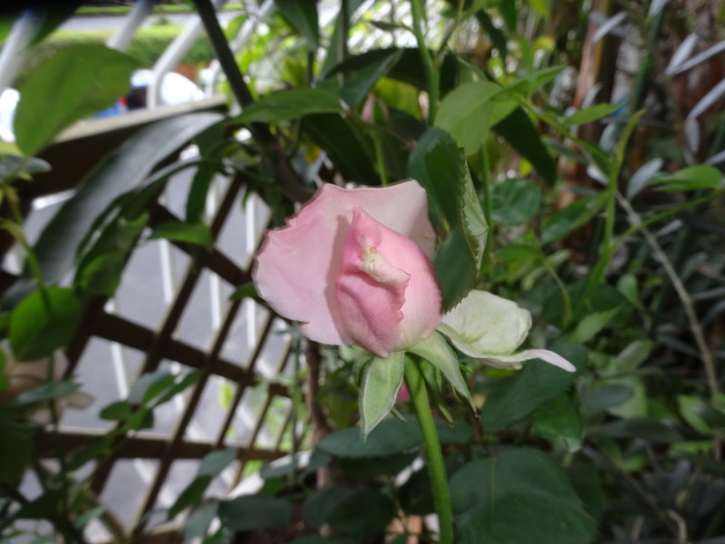 Dsc09863