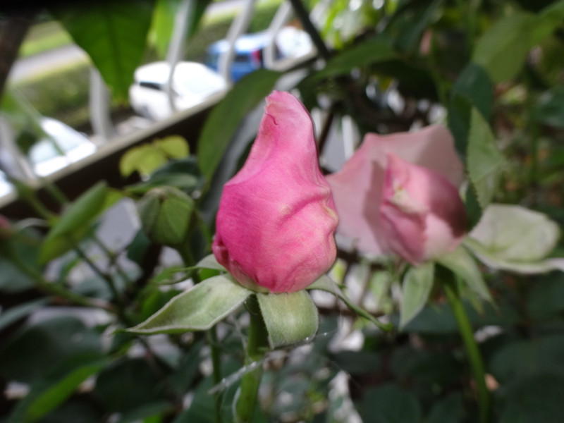 Dsc09864