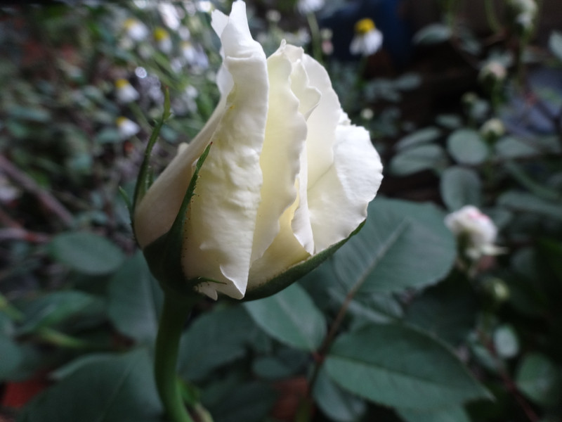Dsc09873_2