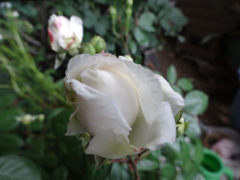 Dsc09878