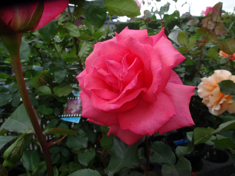 Dsc00001_2 Dsc00001_2