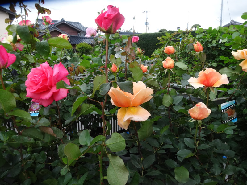 Dsc00005