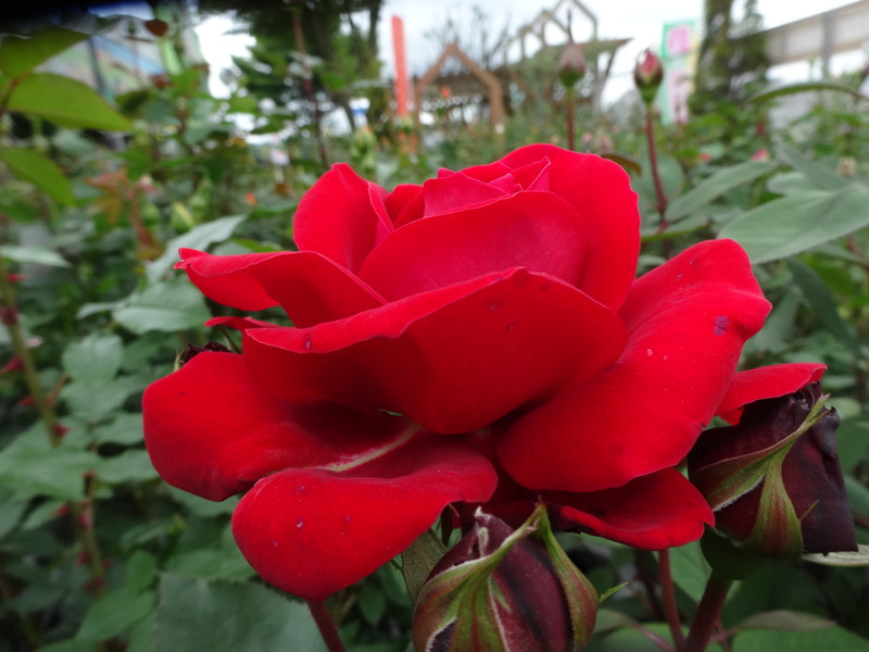 Dsc00006 Dsc00006
