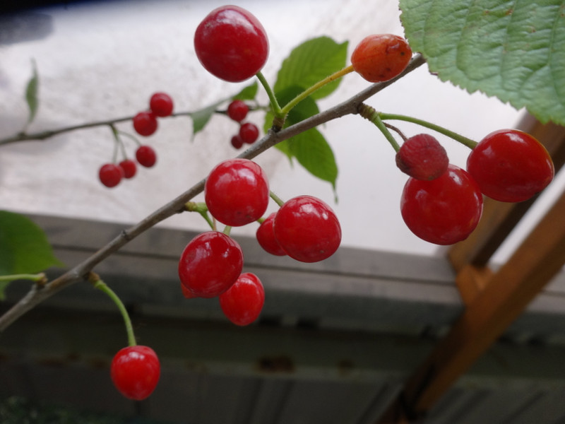 Dsc00010 Dsc00010