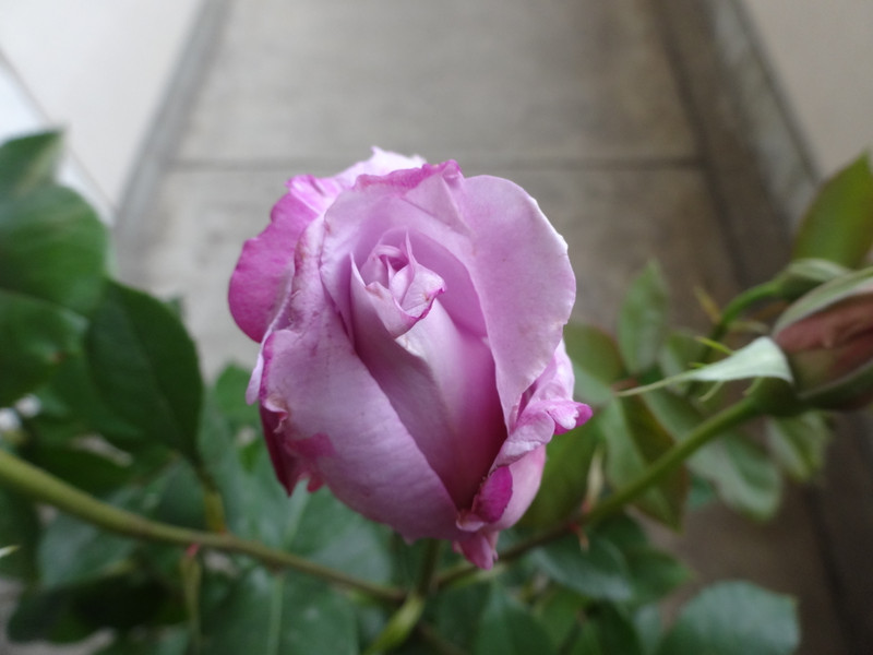 Dsc00019_2 Dsc00019_2