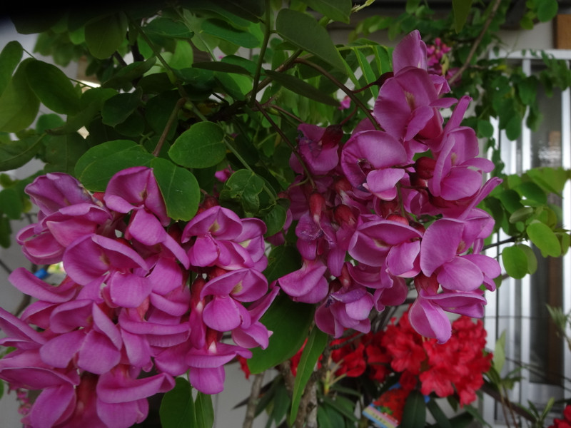 Dsc09993_2 Dsc09993_2