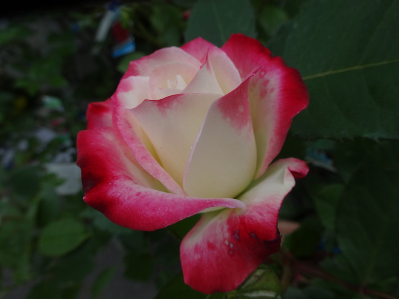 Dsc09996 Dsc09996