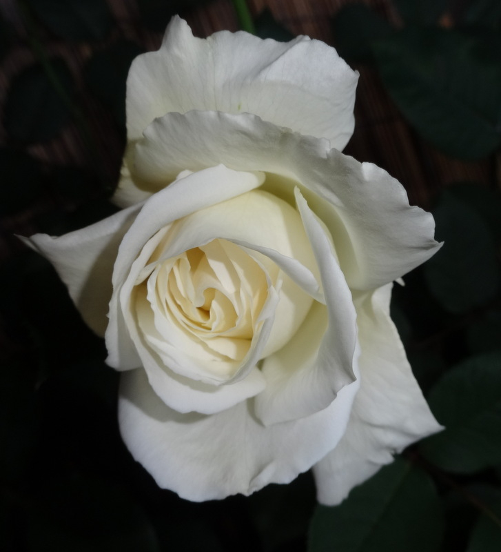1dsc00044