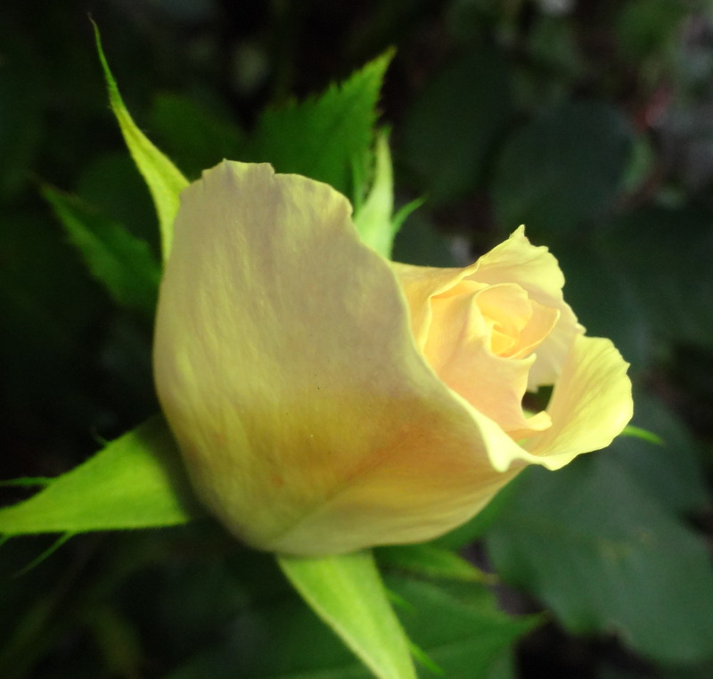 1dsc00063