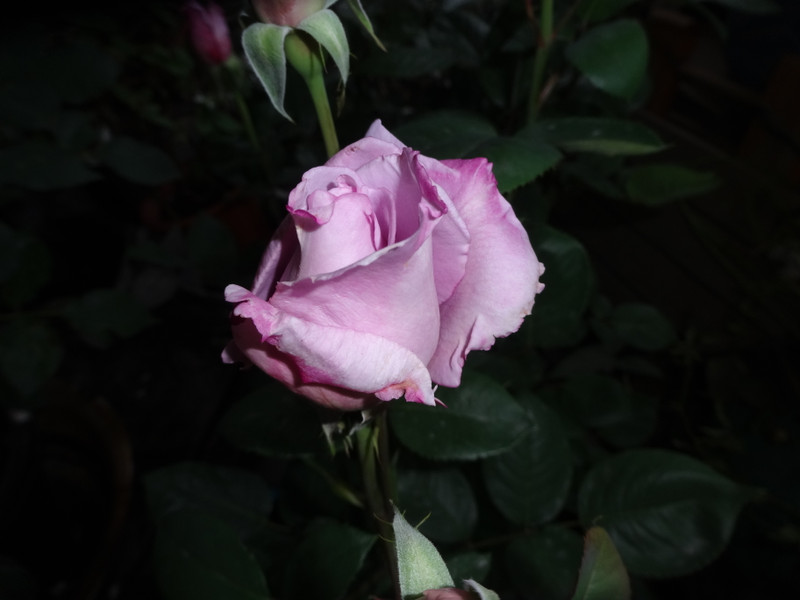 Dsc00039
