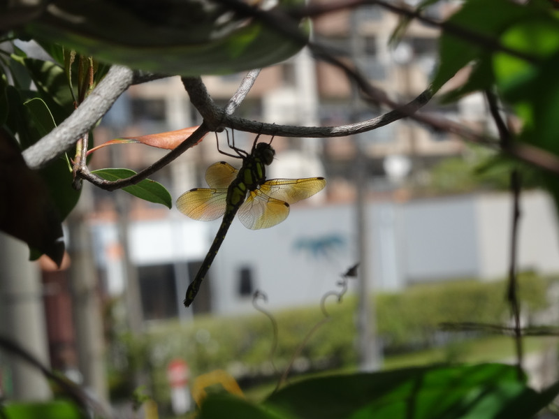 Dsc00080