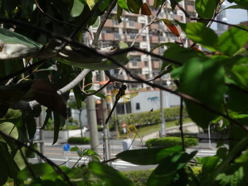 Dsc00086
