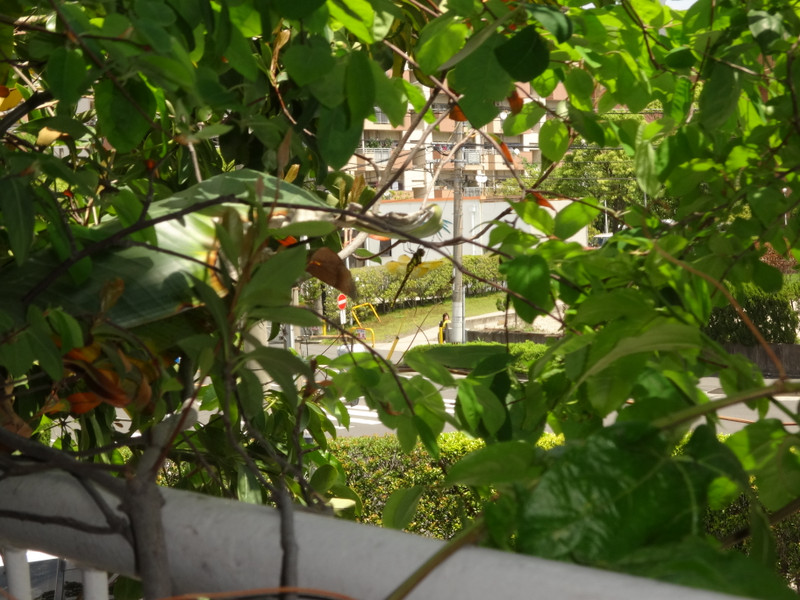 Dsc00091