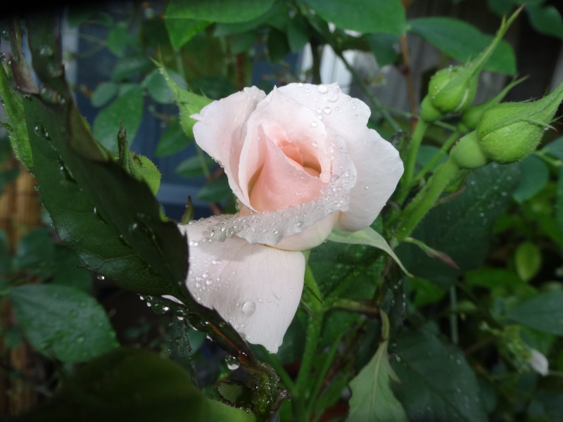 Dsc00102