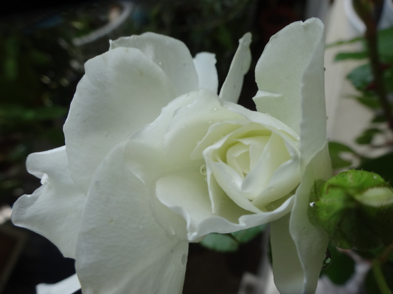 Dsc00107