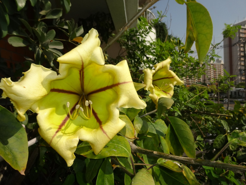 Dsc08100