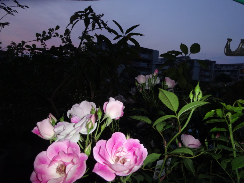 Dsc08885