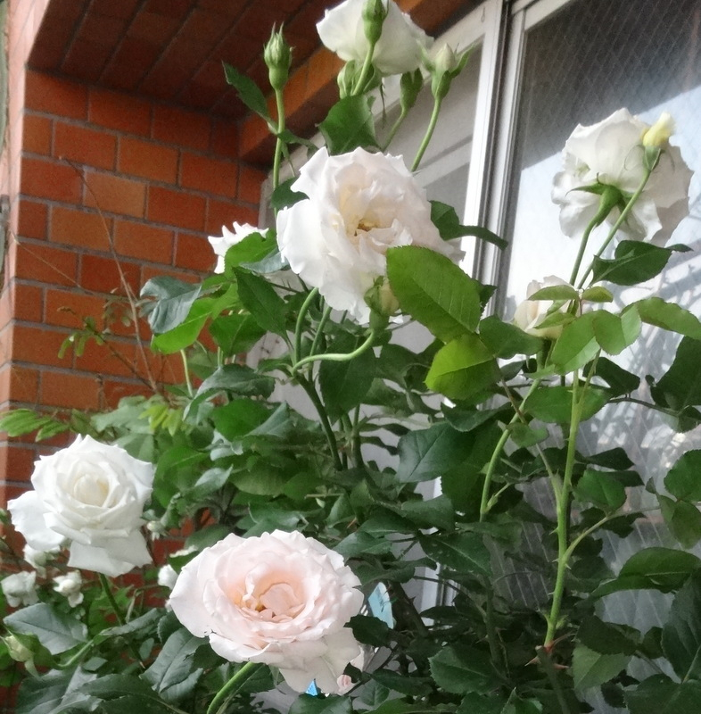 1dsc08851