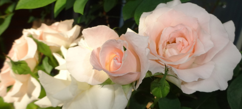 1dsc09090