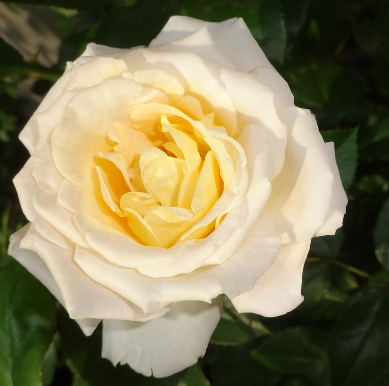 1dsc09092