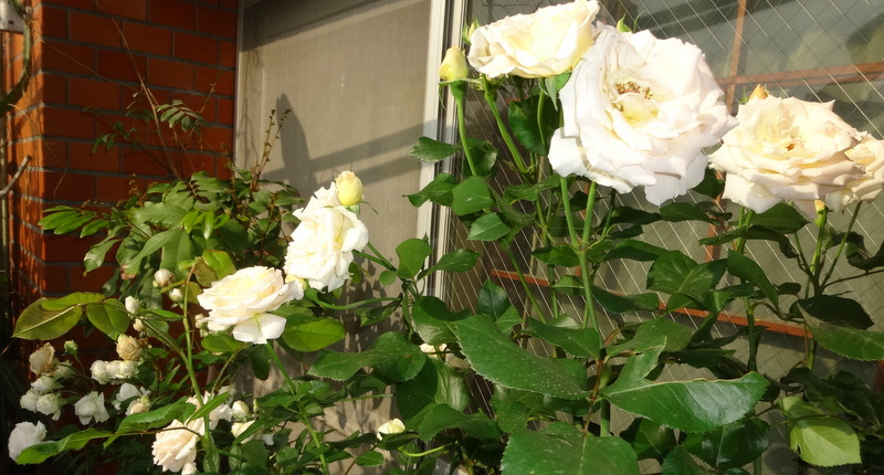 1dsc09095