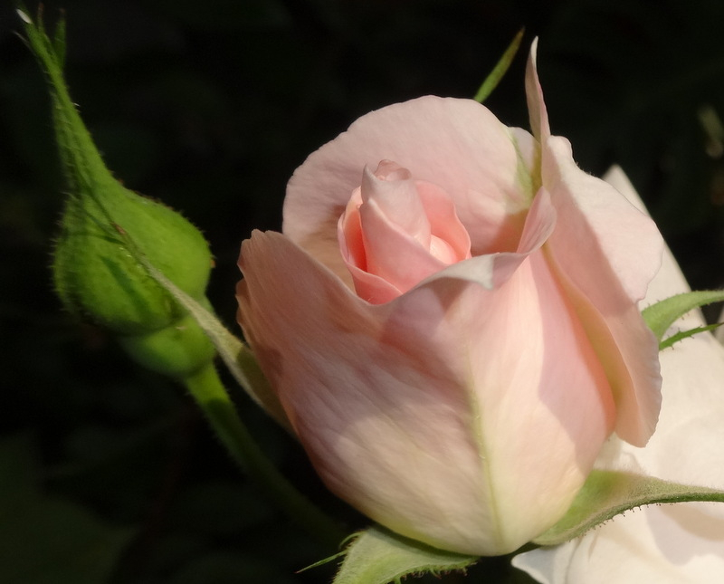 1dsc09099