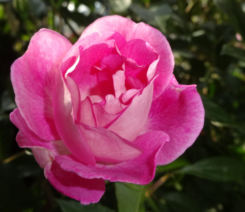 1dsc09114001